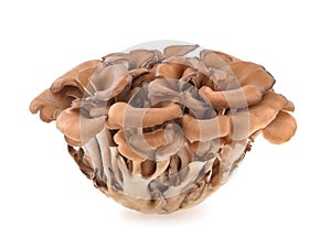 Maitake mushrooms isolated on white background