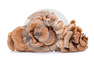 Maitake mushrooms isolated on white background
