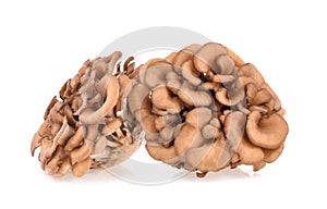 Maitake mushrooms isolated on white background photo