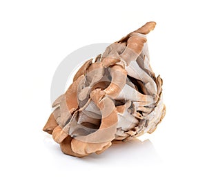 Maitake mushrooms on white background