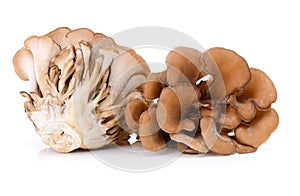 Maitake mushrooms on white background