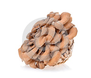 Maitake mushrooms on white background