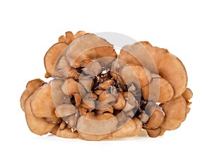 Maitake mushrooms on white background