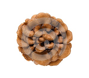 Maitake mushrooms on white background