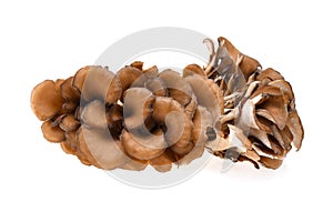 Maitake mushrooms on white background