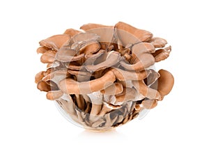 Maitake mushrooms on white background