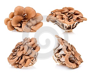 Maitake mushrooms on white background photo