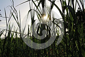 Maiz field close to Leon Nicaragua photo