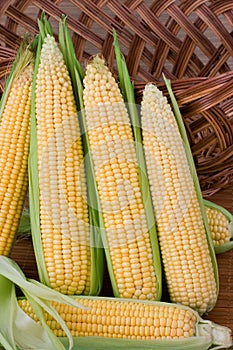 Maize