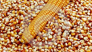 Maize