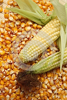 Maize