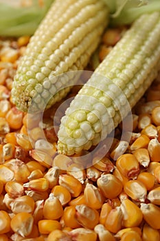 Maize