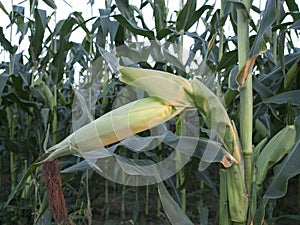 Maize