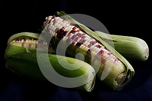 Maize, The bi-color corn, purple and white sweet corn, Agriculture, food, still life, Cash crop