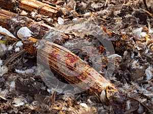 Maize blessed in a voodoo ceremony, Dankoli, Benin