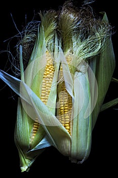 Maize cob