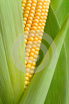 Maize cob detail