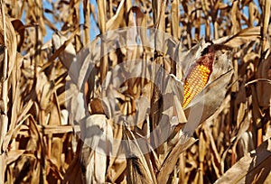 Maize cob in a dry corn field, just before the autumn harvest