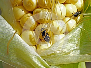 Corn cob and grains damaged by Glischrochilus quadrisignatus Nitidulidae Four-spotted Sap Beetle. photo