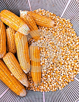 Maize cobs sweet corn on the cob yellow ear-maize organic ear-corn  fresh mazorca maiz espiga milho epi mais photo photo