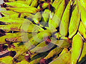 Green maize cobs sweet corn on the cob yellow whole ear-maize organic ear-corn  mazorca maiz image espiga milho epi mais photo photo