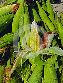 Maize cobs sweet corn on the cob yellow whole ear-maize organic ear-corn  mazorca maiz image espiga milho epi mais photo photo