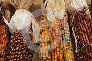 Maize colorful Indian corn photo