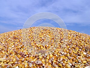 Maize -Corn