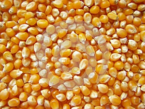 Maize corn