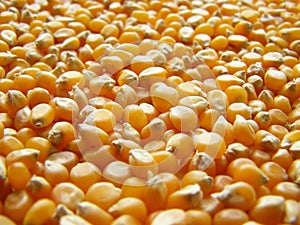 Maize corn