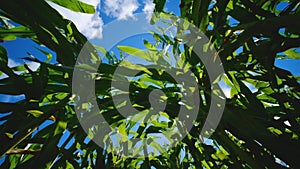 Maize corn in agricultural plantation with the sun shines