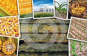 Maize corn in agriculture, photo collage