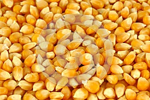Maize corn background