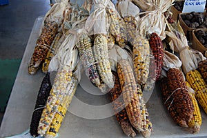 Maize corn cobs at the Eastern market Detroit Michigan USA street scene