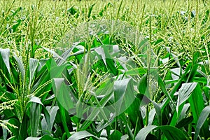 Maize or Corn Crop. photo