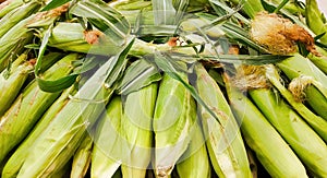 Maize Corn ears with husk attached.