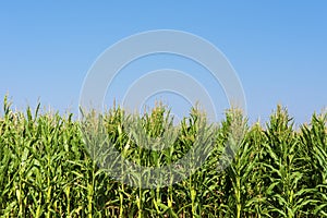 Maize or corn field growing up on blue sky.