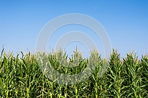 Maize or corn field growing up on blue sky.