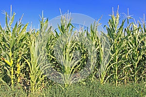 Maize Corn