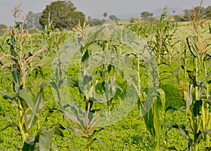 Maize or Corn Plants and Crop Field India