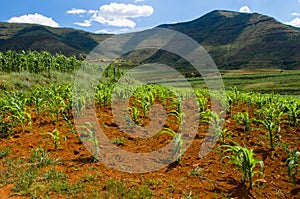 Maize (corn) plants growing in Lesotho