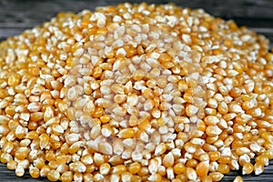 Maize or corn seeds and grains, pile of maize kernels that is used for popcorn and many other meals, The yellow maizes derive photo
