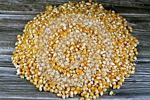 Maize or corn seeds and grains, pile of maize kernels that is used for popcorn and many other meals, The yellow maizes derive