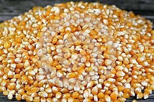 Maize or corn seeds and grains, pile of maize kernels that is used for popcorn and many other meals, The yellow maizes derive