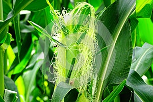 Maize or Corn Silk photo