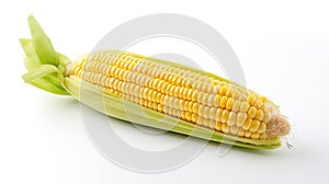 maize corn white background
