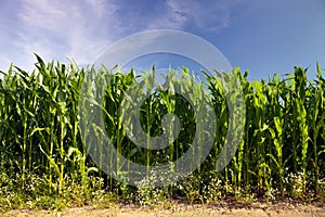 Maize cornfield