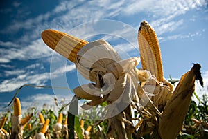 Maize Crop