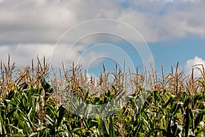 Maize crop and blue sky