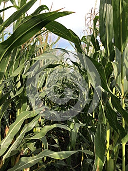 Maize crop in a field in September photo